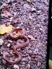 Oligodon octolineatus