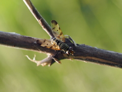 Otites formosa