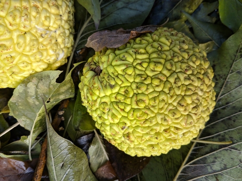 maklúra pomarančová (Maclura pomifera)