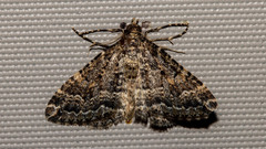 Epyaxa agelasta