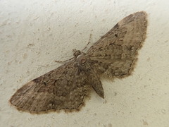 Eupithecia antivulgaria