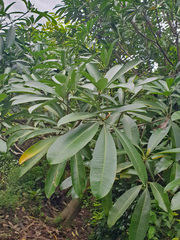 Alstonia