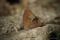 Arhopala bazalus