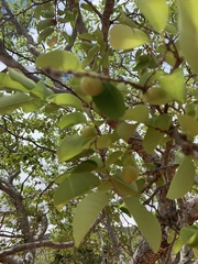 Pseudolachnostylis maprouneifolia