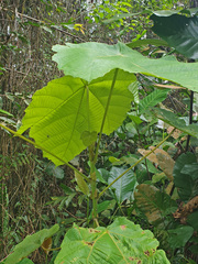Macaranga gigantea