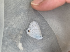 Catochrysops panormus exiguus