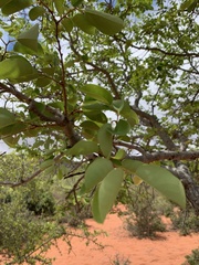 Pseudolachnostylis maprouneifolia