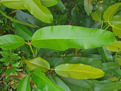Calophyllum soulattri