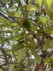 Pseudolachnostylis maprouneifolia