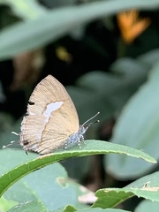Horaga albimacula triumphalis