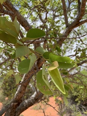 Pseudolachnostylis maprouneifolia