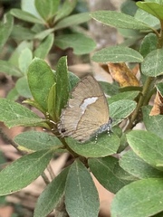 Horaga albimacula triumphalis