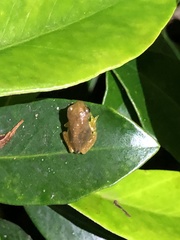 Ranoidea pearsoniana