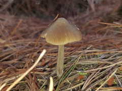 Entoloma cuneatum