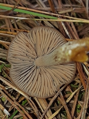 Entoloma cuneatum