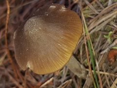 Entoloma cuneatum