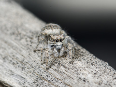 Pseudomogrus albocinctus