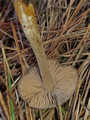 Entoloma cuneatum