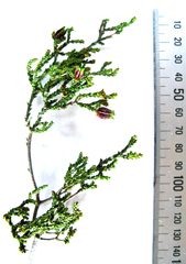 Diosma prama
