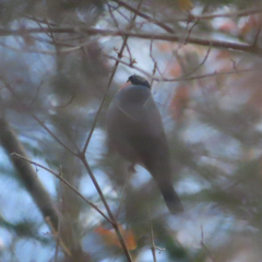 Pyrrhula pyrrhula griseiventris