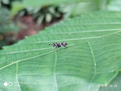 Ropalidia timida