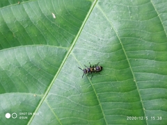 Ropalidia timida
