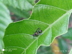 Ropalidia timida