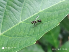 Ropalidia timida