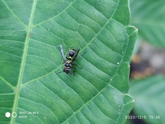 Ropalidia timida