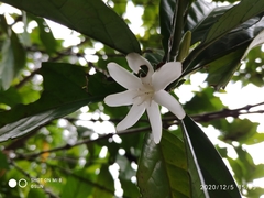 Coffea liberica