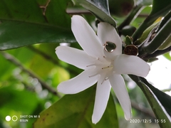Coffea liberica