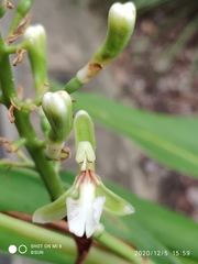 Alpinia galanga