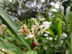 Alpinia galanga