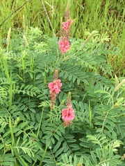 Indigofera williamsonii