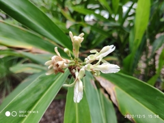 Alpinia galanga