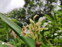 Alpinia galanga