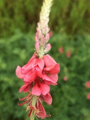 Indigofera williamsonii