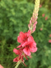 Indigofera williamsonii