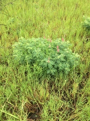 Indigofera williamsonii
