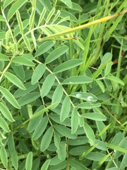 Indigofera williamsonii
