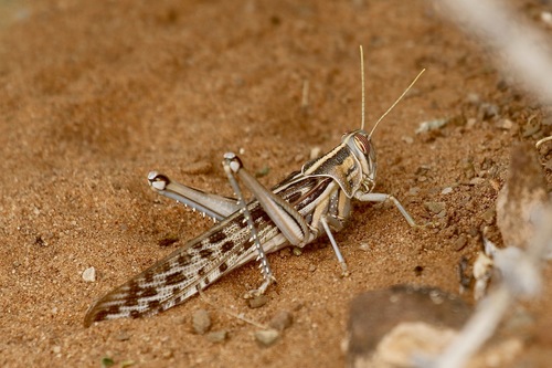 Desert Locust