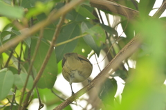 Acrocephalus agricola
