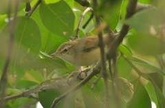 Acrocephalus agricola