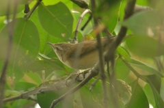 Acrocephalus agricola