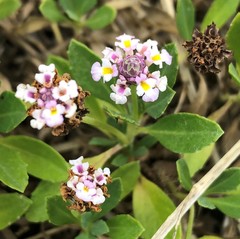 Phyla nodiflora minor