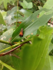 Tricyanaula aurantiaca