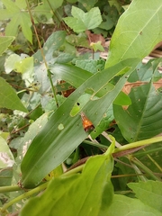 Tricyanaula aurantiaca