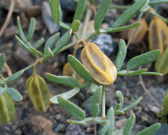 Zygophyllum pterocarpum