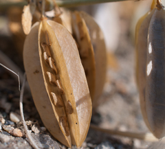 Zygophyllum pterocarpum