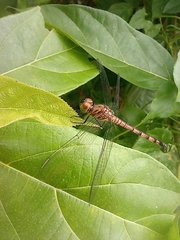Brachydiplax
